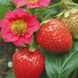 Земляника садовая Вива Росса