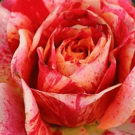 Роза чайно-гибридная  Fire Crick