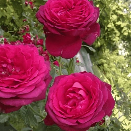 Роза чайно-гибридная Johann Wolfgang von Goethe