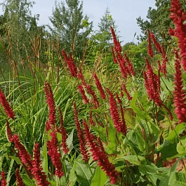 Горец свечевидный Speciosa