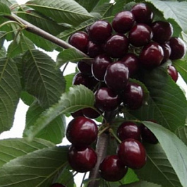 Черешня Ипуть Черешня Ипуть