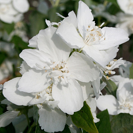 Жасмин садовый Эльбрус