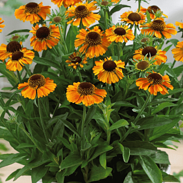 Гелениум гибридный Short and Sassy