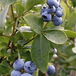 Голубика высокорослая Biloxi