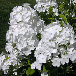 Флокс метельчатый Вайт Спарр Флокс метельчатый Вайт Спарр