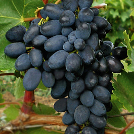 Виноград плодовый Кодрянка