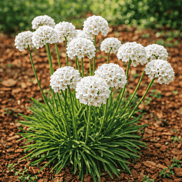 Армерия ложноармерия Ballerina White