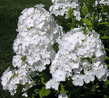 Флокс метельчатый Вайт Спарр