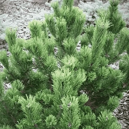 Сосна горная Pal Maleter