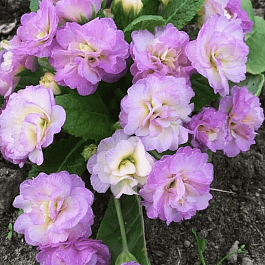 Примула обыкновенная Camaieu