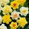 Нарцисс махровый Микс