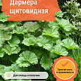 Дармера щитовидная