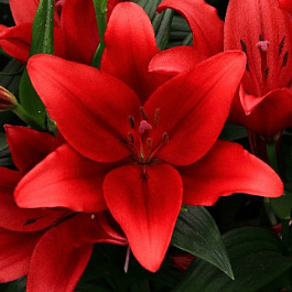 Лилия ЛА-гибрид Динамикс