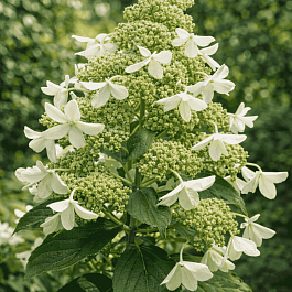 Гортензия метельчатая  White Goliath