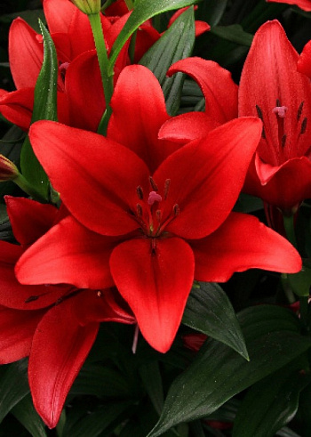 Лилия ЛА-гибрид Динамикс