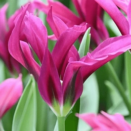 Тюльпан Purple Doll