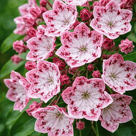 Кальмия широколистная Ideal