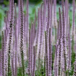 Вероникаструм виргинский Pink Glow