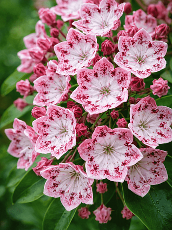 Кальмия широколистная Ideal