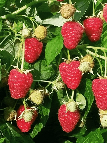 Малина  Джоан Джи