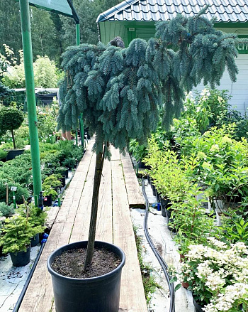 Ель колючая Glauca Pendula на штамбе