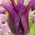 Тюльпан Purple Doll