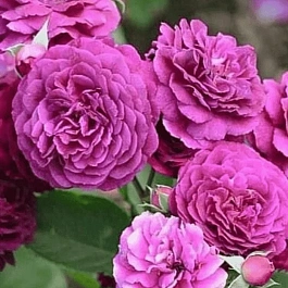 Роза Флорибунда New Age