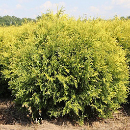 Туя западная Голден Глоб Туя западная Голден Глоб