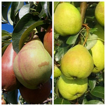 Дерево-сад (2-3х летка) груша 2 сорта Красавица Черненко-Августовская роса