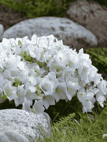 Колокольчик  карпатский Carillon white