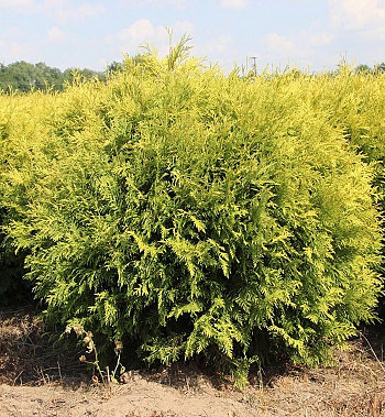 Туя западная Голден Глоб