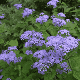 Посконник голубой