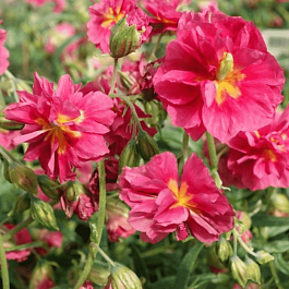 Солнцецвет монетолистный Cerise Queen