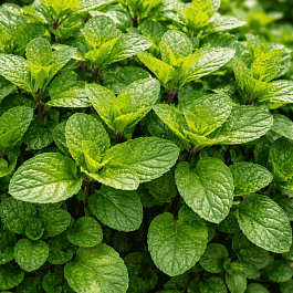 Мята Виллоза