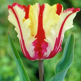 Тюльпан Tulipa Flaming Parrot