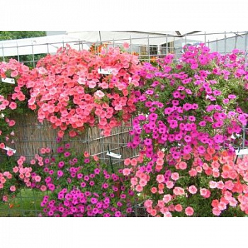 Петуния ампельная F1 Вельвет микс