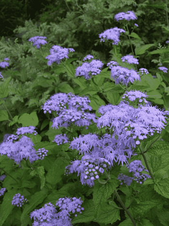 Посконник голубой