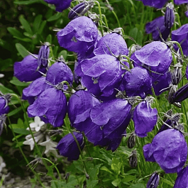 Колокольчик темноватый G.F. Wilson