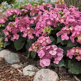 Гортензия метельчатая Pop-star