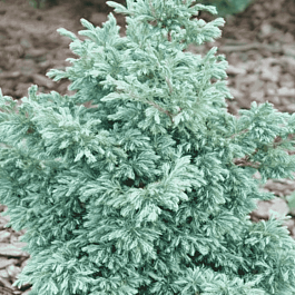 Кипарисовик горохоплодный Baby Blue