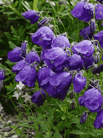 Колокольчик темноватый G.F. Wilson