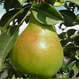 Груша Памятная Груша Памятная