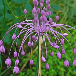 Лук  хорошенький