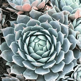 Молодило паутинистое Blue Star