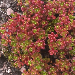 Очиток орегонский