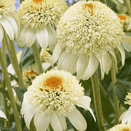 Эхинацея пурпурная Milkshake