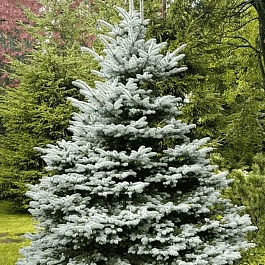 Ель колючая Fat Albert