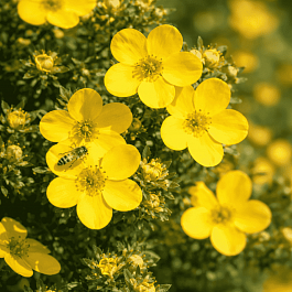 Лапчатка кустарниковая Goldfinger