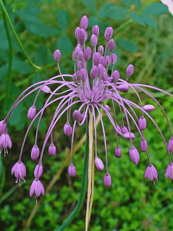 Лук  хорошенький