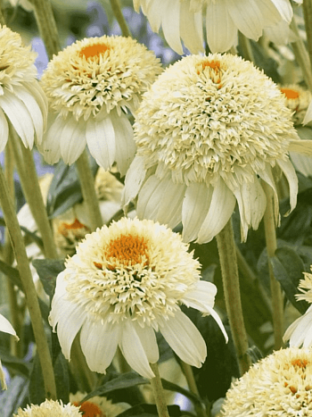 Эхинацея пурпурная Milkshake